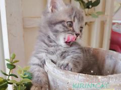 -十年猫舍·猫咪专门店(普陀店)