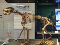 -北京周口店北京人遗址博物馆