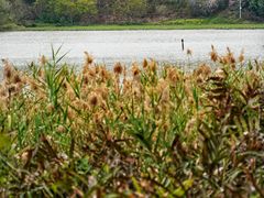 -华侨城湿地公园