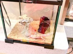 -momokira米努特·德文卷毛猫·棉花面纱犬