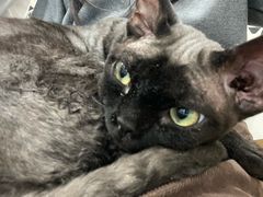 -楼上猫咖(罗湖店)