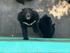-西霞口神雕山野生动物世界