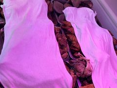 -洪记白水羊头(留学路店)
