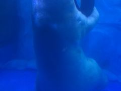 -芜湖新华联大白鲸海洋公园