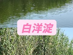 -白洋淀景区