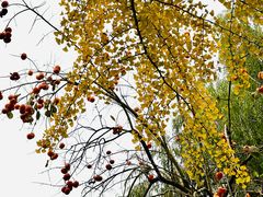 -三里屯东五街银杏大道