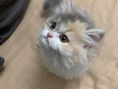 -小猫来了·猫舍(红山六九七九店)
