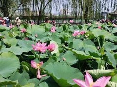 -莲花池公园