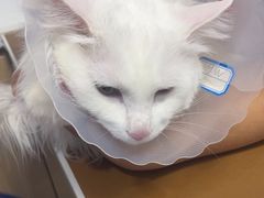 -天使宠物医院·犬猫分诊(彩虹店)