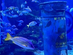 -海合安武汉极地海洋公园