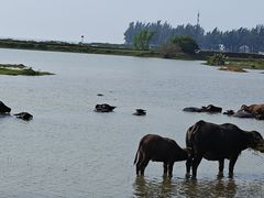 -红树林天天赶海