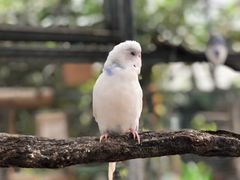 -呀路古热带植物园