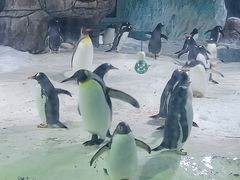 -杭州长乔极地海洋公园