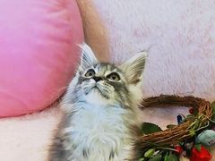 -十年猫舍·猫咪专门店(普陀店)
