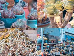 -桂林市花鸟市场