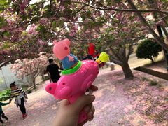 -莱阳濯村樱花园