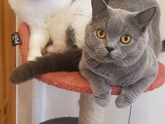 -Catmate·猫肥家润(金润铂宫店)