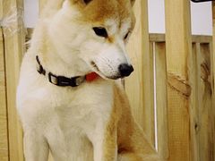 -柴迷FANS CLUB·柴犬狗咖·猫咖
