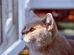 -猫小院猫主题咖啡厅(北锣店)