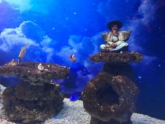-芜湖新华联大白鲸海洋公园