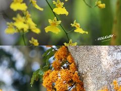 -中国科学院西双版纳热带植物园