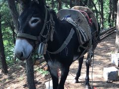 -阳台山自然风景区