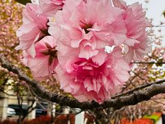-高东镇樱花园