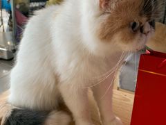 -平行世界·猫咖(首经贸店)