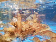 -“香”全日餐厅·株洲大汉希尔顿酒店