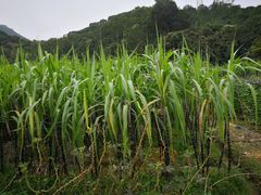 -清溪大王山森林公园