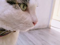 -海边的猫和咖啡馆
