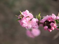 -海棠花溪(元大都城垣遗址公园)