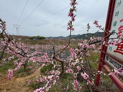 -河口景区