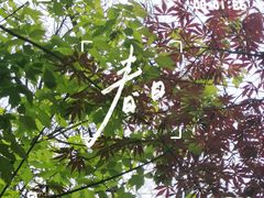 -大连植物园