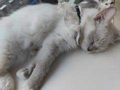 -怪兽屋·羊驼·猫咖·狗咖(俊华广场店)