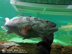 -悉尼海洋生物水族馆