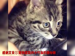 -艾贝尔宠物医院·24H转诊中心·肿瘤猫专科(江宁双龙店)