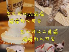 -藏猫猫咖啡主题馆(中央大道店)