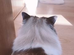 -猫腻·猫咖·撸猫馆(星光大道店)