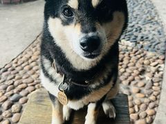 -柴犬高等学院·狗咖·柴犬售卖·宠物训练