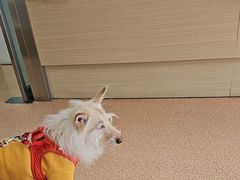 -宠颐生中康贝怡动物医院