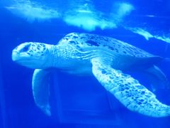 -太平洋海底世界