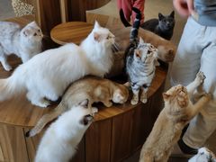 -飞行喵MR PILOT|猫舍·猫咖(静安大融城店)