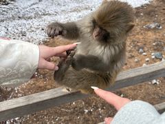 -稻城亚丁风景区-电瓶观光车售票处