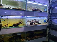 -花鸟鱼虫鲜花绿植市场(玉泉路店)