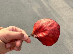 -北京西山国家森林公园