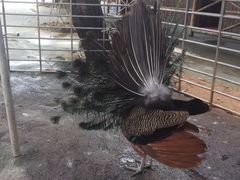 -贤鲁岛贤溪农庄