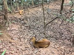 -普洱太阳河森林公园