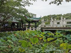 -桂湖森林公园