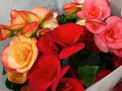 -循礼门鲜花花市(武汉循礼门店)